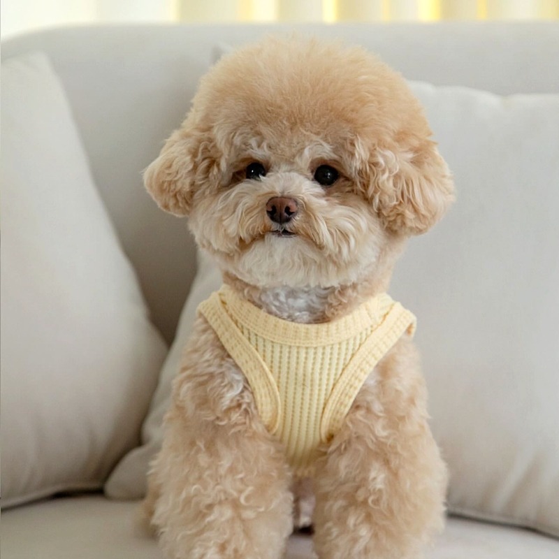 Yellow Waffle Pet Clothes Summ - Soft Summer Yellow Clothing recension och pris